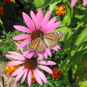 Meet your Posher, Jill